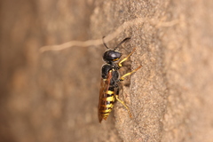 Philanthus triangulum