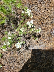 Leptosiphon nuttallii