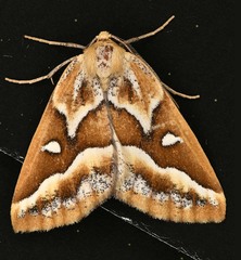 Caripeta angustiorata
