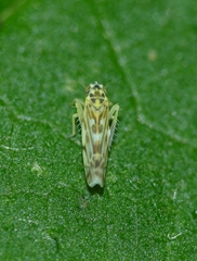 Eupteryx urticae