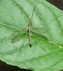 Limonia trivittata