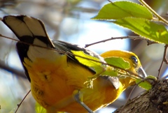 Pheucticus chrysopeplus