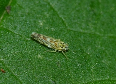 Eupteryx urticae