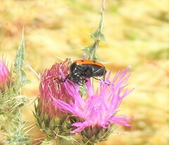 Mylabris quadripunctata