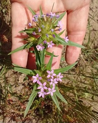 Collomia linearis