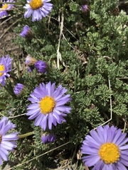 Erigeron pinnatisectus