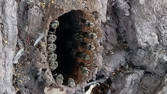 Nannotrigona perilampoides