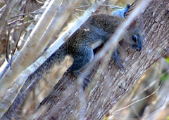 Sciurus colliaei