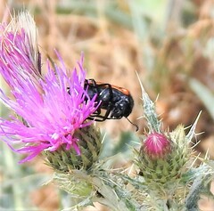 Mylabris quadripunctata