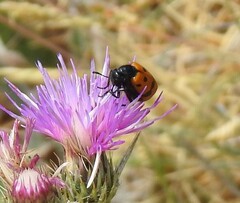 Mylabris quadripunctata