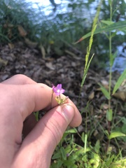 Epilobium ciliatum