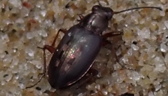 Bembidion carinula