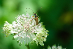 Pidonia lurida