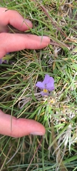 Viola eugeniae