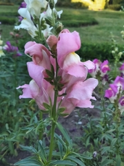 Antirrhinum majus