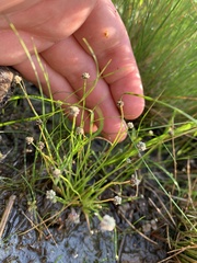 Eriocaulon koernickianum
