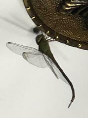 Coryphaeschna adnexa