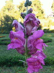 Antirrhinum majus