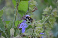 Bombus