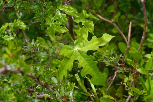Walker's manihot (Manihot walkerae)