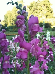 Antirrhinum majus
