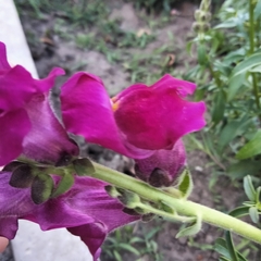 Antirrhinum majus