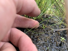 Eriocaulon koernickianum