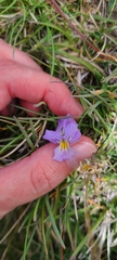 Viola eugeniae