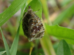 Olethreutes astrologana