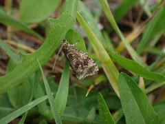 Olethreutes astrologana