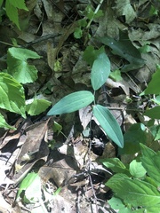 Polygonatum biflorum