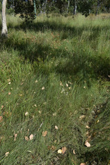 Fimbristylis simplex