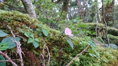 Sarcopyramis napalensis delicata