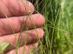 Eriocaulon koernickianum