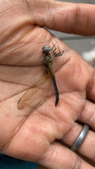 Pachydiplax longipennis
