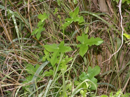 Image of Manihot walkerae by (c) Michelle W. （鍾偉瑋）, some rights reserved (CC BY)