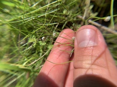 Eriocaulon koernickianum