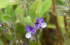 Trichostema oblongum