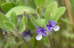 Trichostema oblongum
