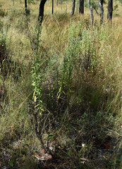 Pterocaulon sphacelatum