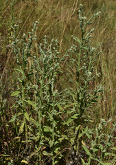 Pterocaulon sphacelatum
