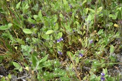 Trichostema oblongum