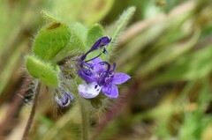 Trichostema oblongum