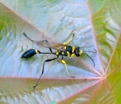 Sceliphron fistularium