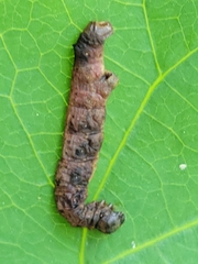 Acronicta funeralis