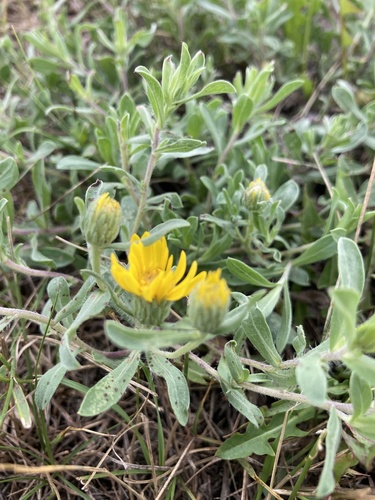 hairy false goldenaster (Heterotheca villosa)