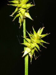 Carex echinata echinata