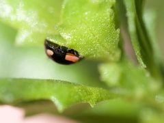 Hyperaspis lateralis