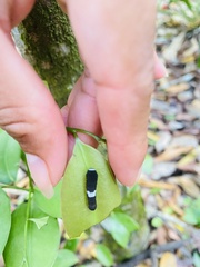 Protographium epidaus
