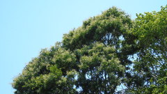 Thouinidium decandrum